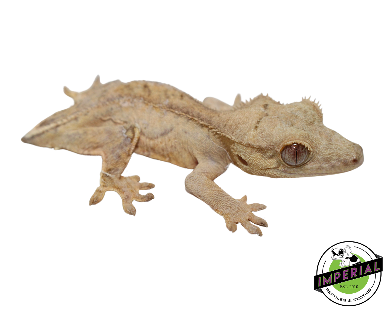 Lilly White Crested Gecko for sale, reptiles for sale, animals for sale, buy reptiles online, reptile supplies for sale