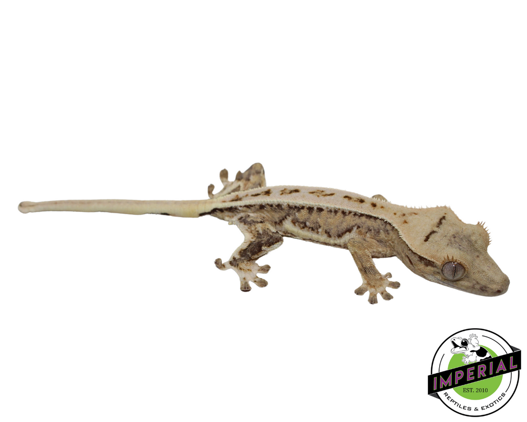 Lilly White Crested Gecko For Sale