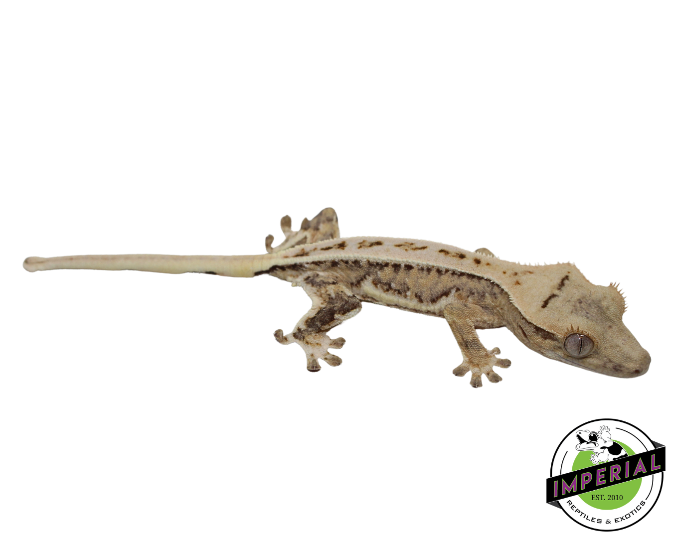 Lilly White Crested Gecko for sale, reptiles for sale, animals for sale, buy reptiles online, reptile supplies for sale