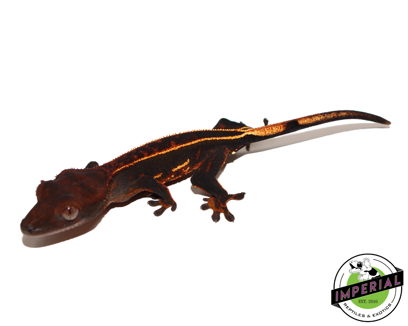 Pinstripe Crested Gecko for sale, reptiles for sale, animals for sale, buy reptiles online, reptile supplies for sale