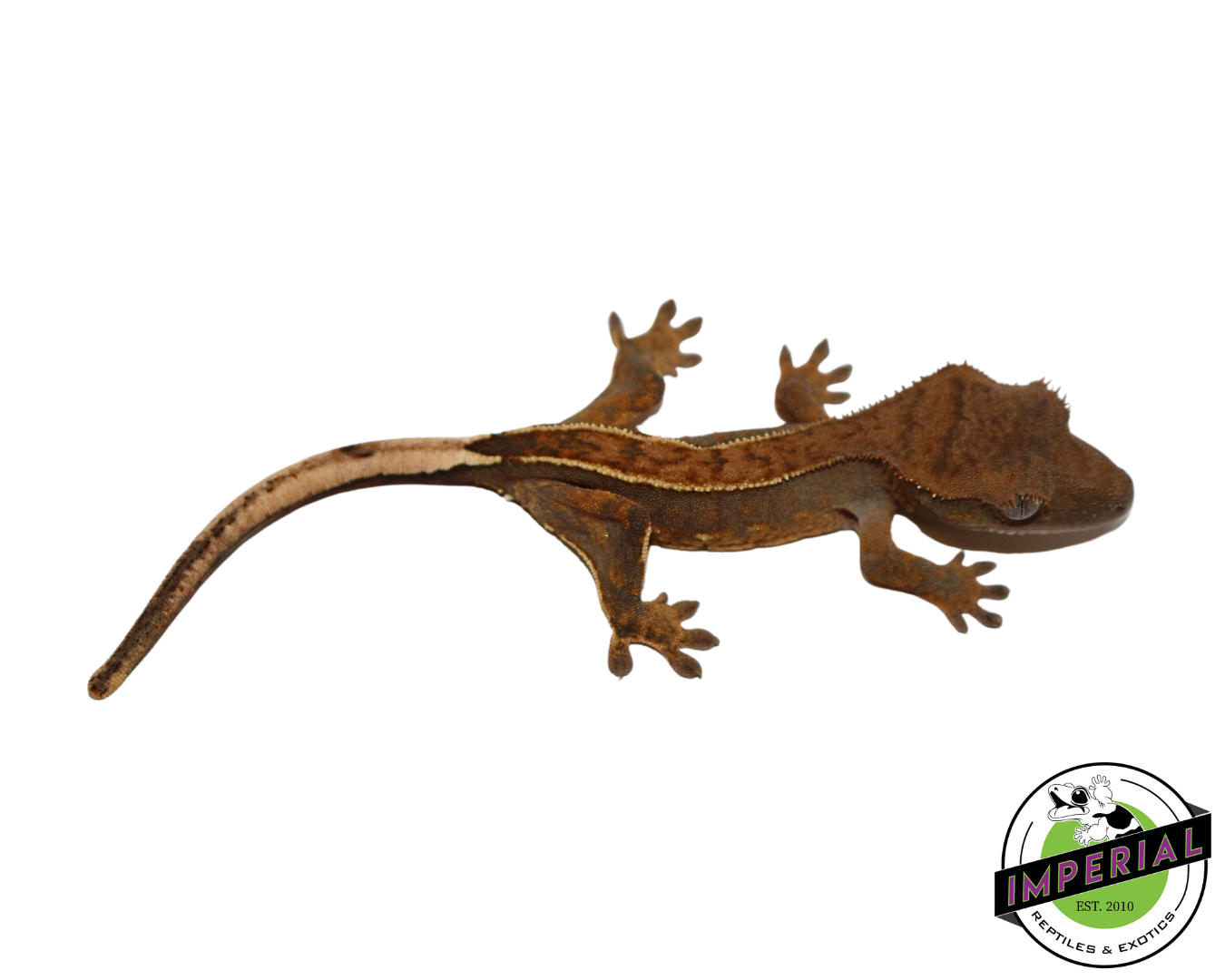 Pinstripe Crested Gecko for sale, reptiles for sale, animals for sale, buy reptiles online, reptile supplies for sale