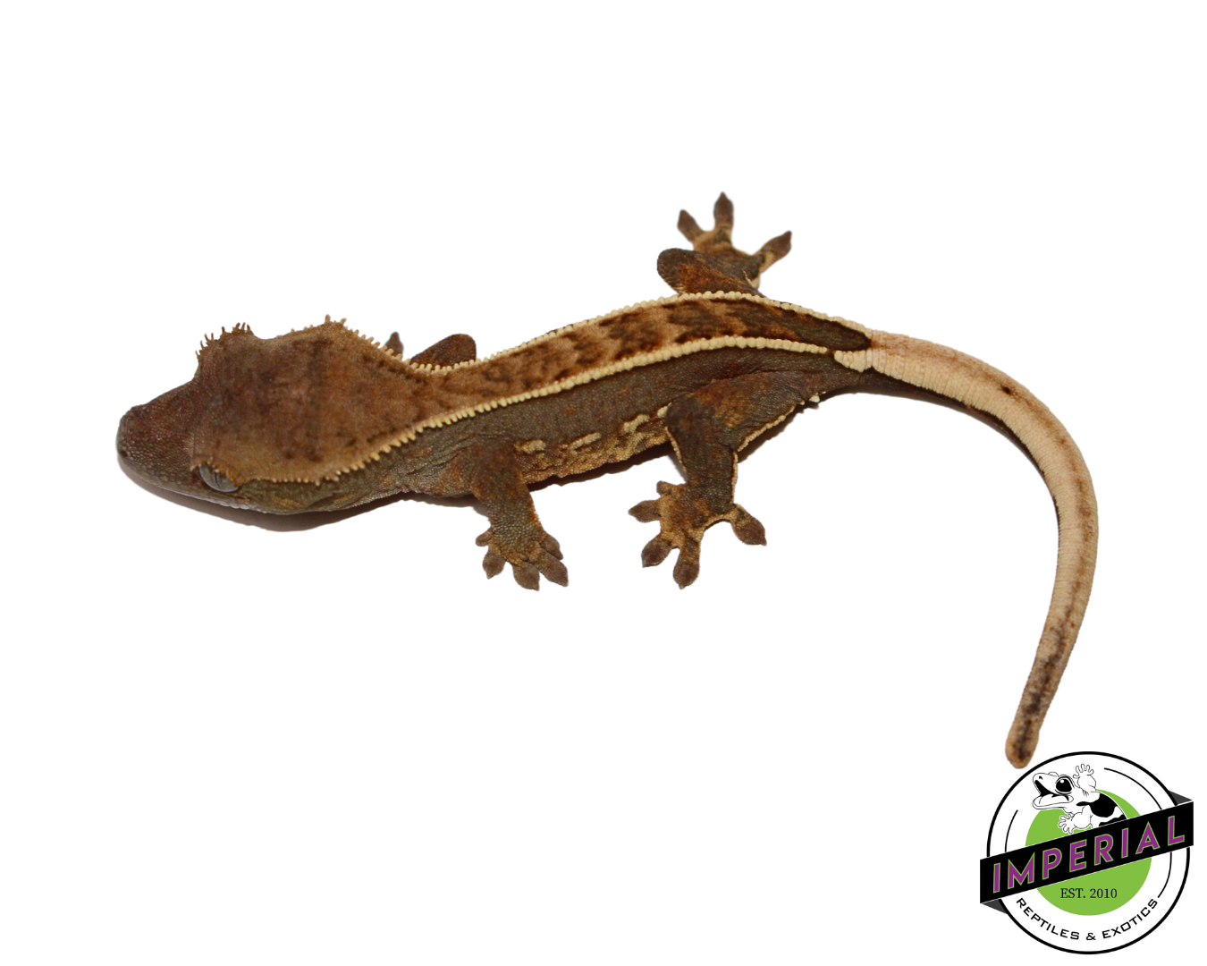 Pinstripe Crested Gecko for sale, reptiles for sale, animals for sale, buy reptiles online, reptile supplies for sale