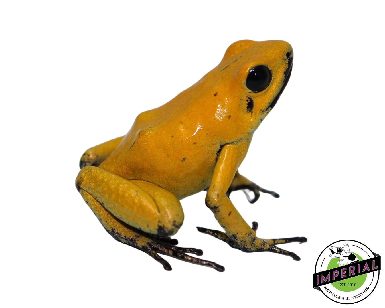 Bi Color Black Leg Golden Poison Dart Frog for sale, reptiles for sale, animals for sale, buy reptiles online, reptile supplies for sale