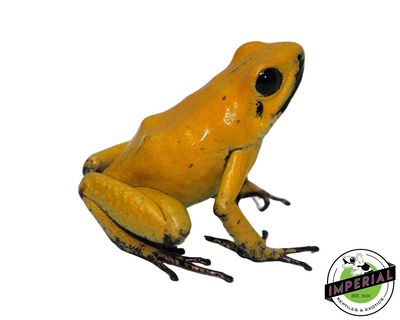 Bi Color Black Leg Golden Poison Dart Frog for sale, reptiles for sale, animals for sale, buy reptiles online, reptile supplies for sale