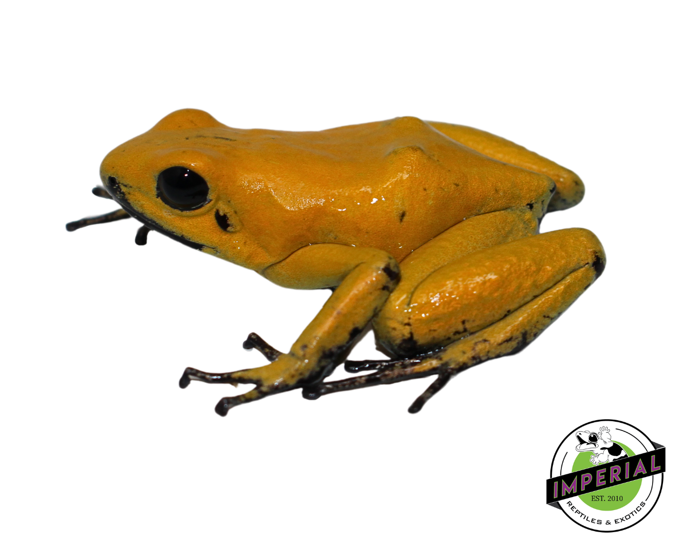 Bi Color Black Leg Golden Poison Dart Frog for sale, reptiles for sale, animals for sale, buy reptiles online, reptile supplies for sale