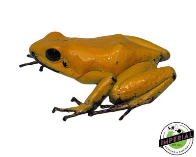 Bi Color Black Leg Golden Poison Dart Frog for sale, reptiles for sale, animals for sale, buy reptiles online, reptile supplies for sale