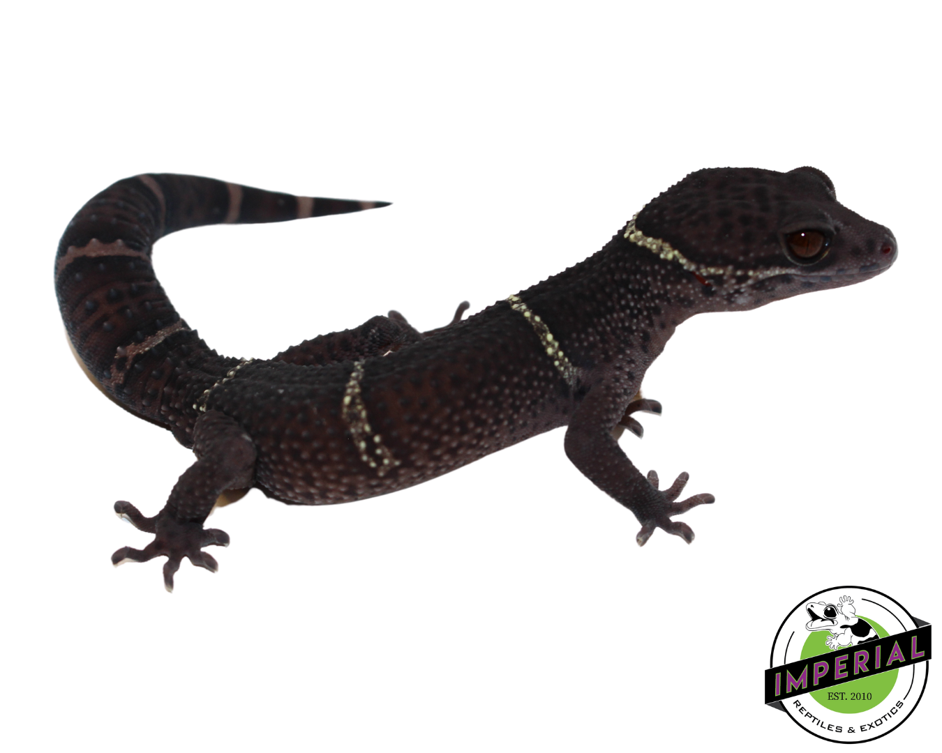 Chinese Cave Gecko for sale, Reptiles for sale, animals for sale, buy reptiles online, reptile supplies for sale