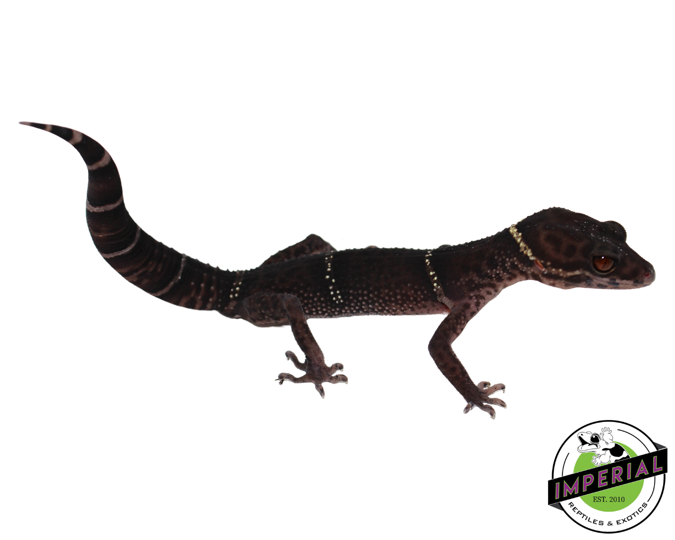 Chinese Cave Gecko for sale, Reptiles for sale, animals for sale, buy reptiles online, reptile supplies for sale