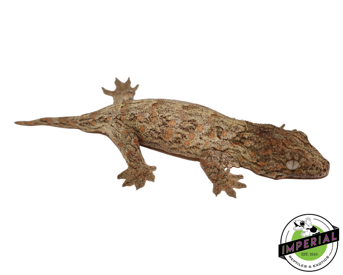 Nu Ami Leachianus Gecko for sale, reptiles for sale, animals for sale, buy reptiles online, reptile supplies for sale