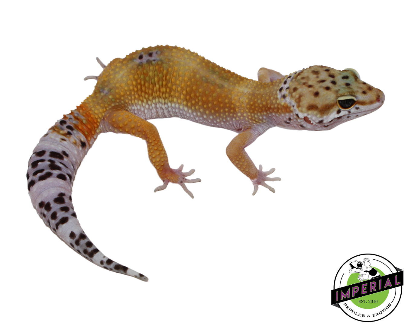 Black Night Tangerine Leopard Gecko for sale, Reptiles for sale, animals for sale, buy reptiles online, reptile supplies for sale