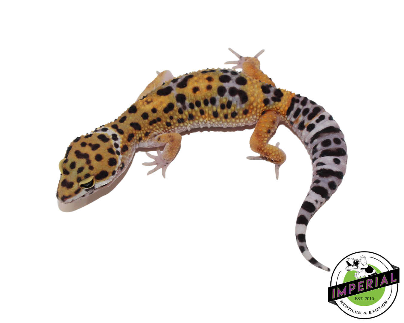 Black Night Tangerine Leopard Gecko for sale, Reptiles for sale, animals for sale, buy reptiles online, reptile supplies for sale