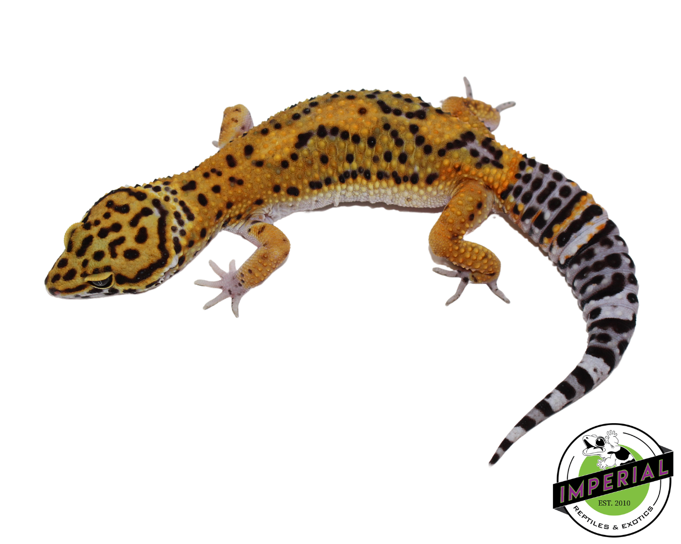 Black Night Tangerine Leopard Gecko for sale, Reptiles for sale, animals for sale, buy reptiles online, reptile supplies for sale