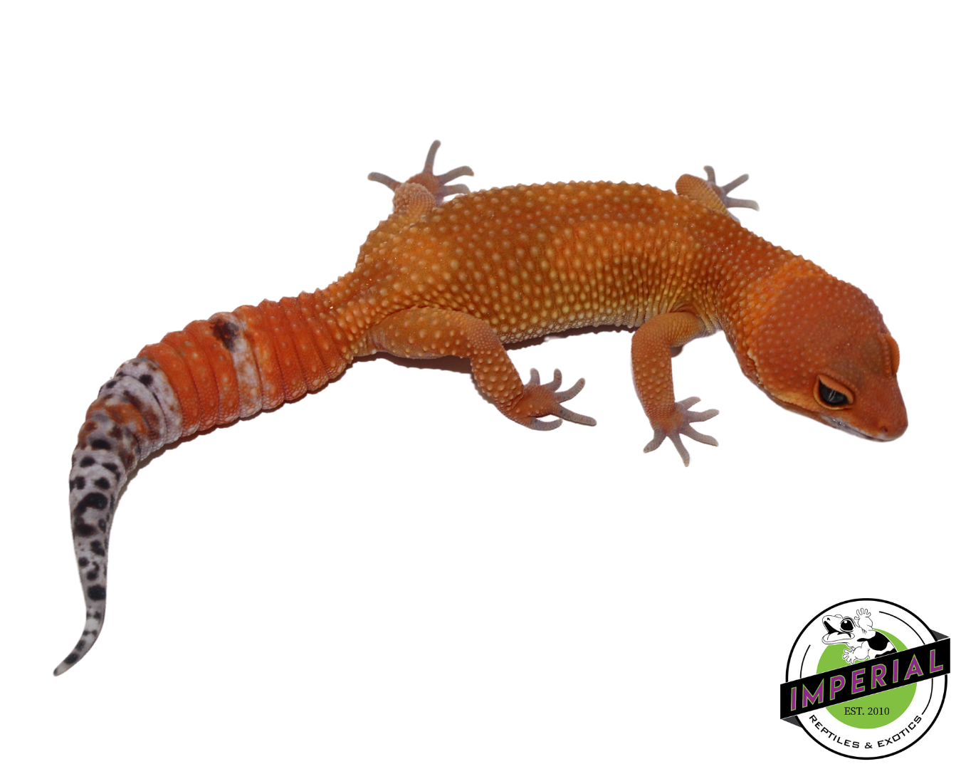 Extreme Tang Leopard Gecko for sale, reptiles for sale, animals for sale, buy reptiles online, reptile supplies for sale