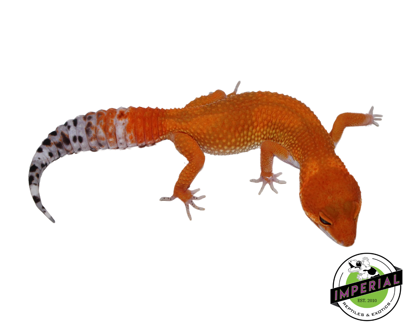 Extreme Tang Leopard Gecko for sale, reptiles for sale, animals for sale, buy reptiles online, reptile supplies for sale