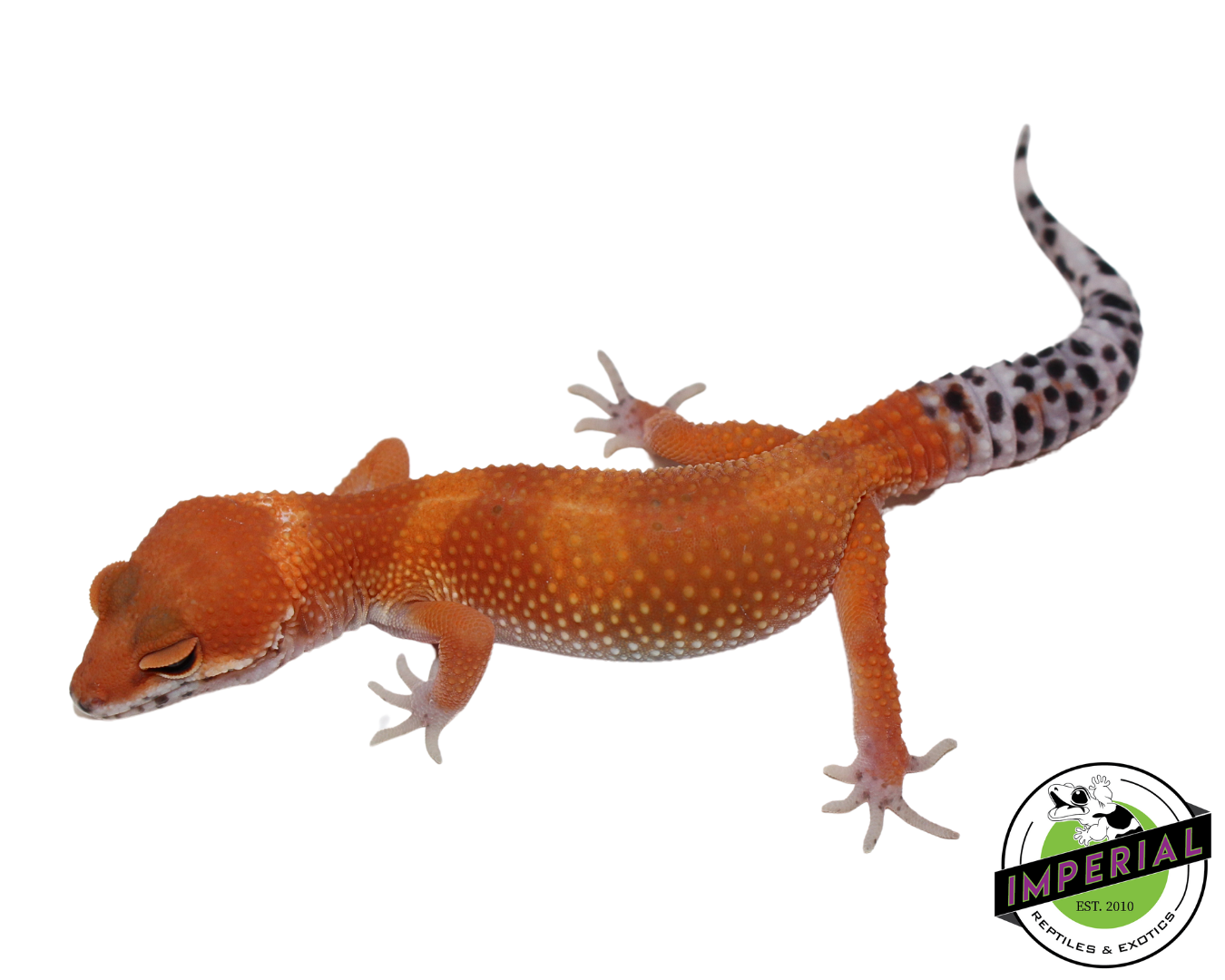 Extreme Tang Leopard Gecko for sale, reptiles for sale, animals for sale, buy reptiles online, reptile supplies for sale