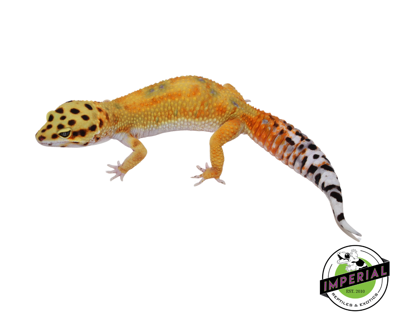 FireFox Tangerine Leopard Gecko for sale, Reptiles for sale, animals for sale, buy reptiles online, reptile supplies for sale