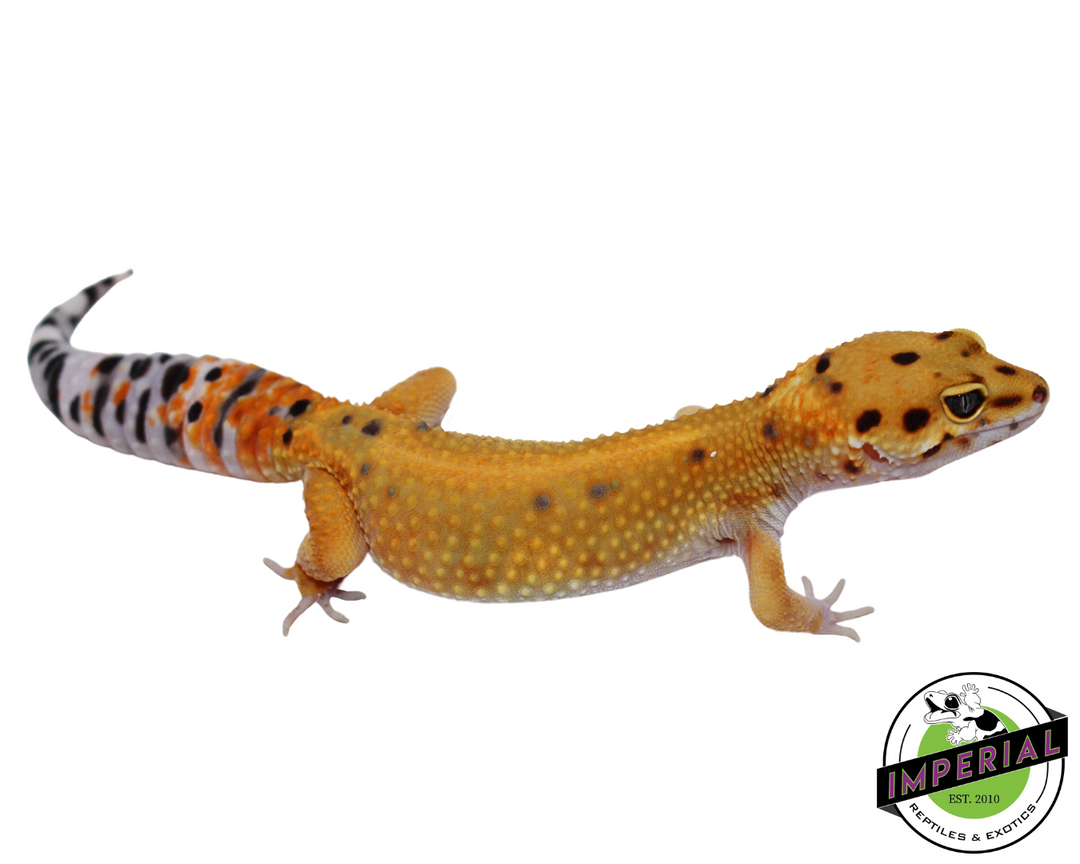 『 Yellow Leopard fam 』by Zuberi 30*40cm 3D Printed Articulating Leopards - Custom Sizing - Flexi