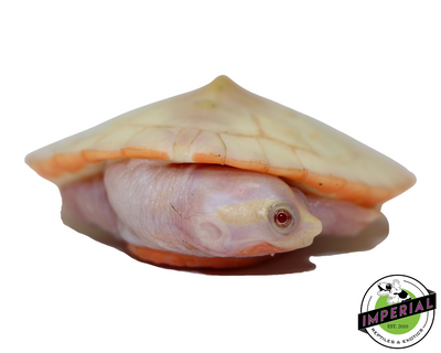 Albino Pink Bellied Side Neck Turtle for sale, reptiles for sale, animals for sale, buy reptiles online, reptile supplies for sale