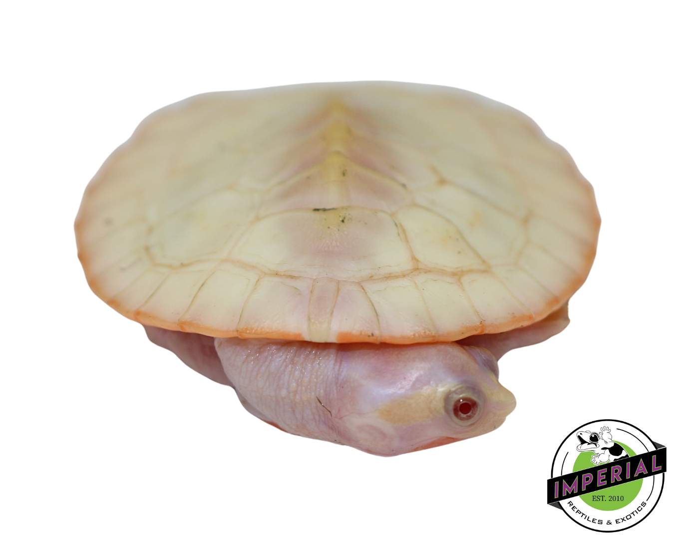 Albino Pink Bellied Side Neck Turtle for sale, reptiles for sale, animals for sale, buy reptiles online, reptile supplies for sale