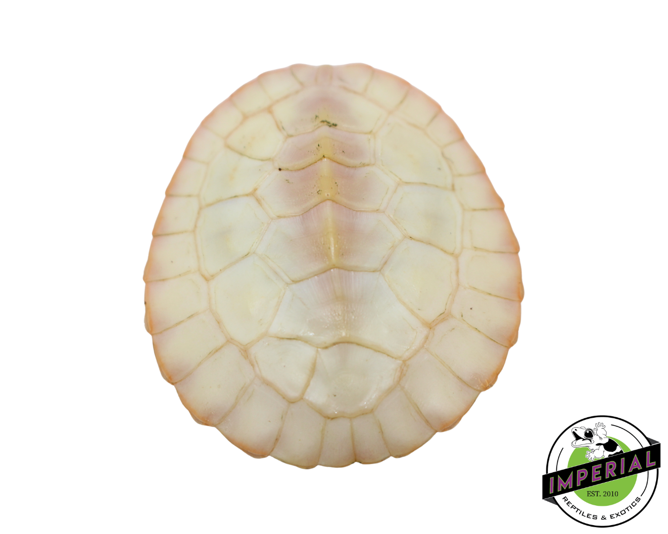 Albino Pink Bellied Side Neck Turtle for sale, reptiles for sale, animals for sale, buy reptiles online, reptile supplies for sale