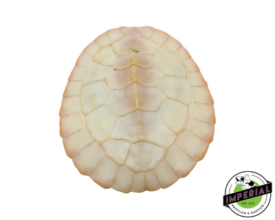 Albino Pink Bellied Side Neck Turtle for sale, reptiles for sale, animals for sale, buy reptiles online, reptile supplies for sale