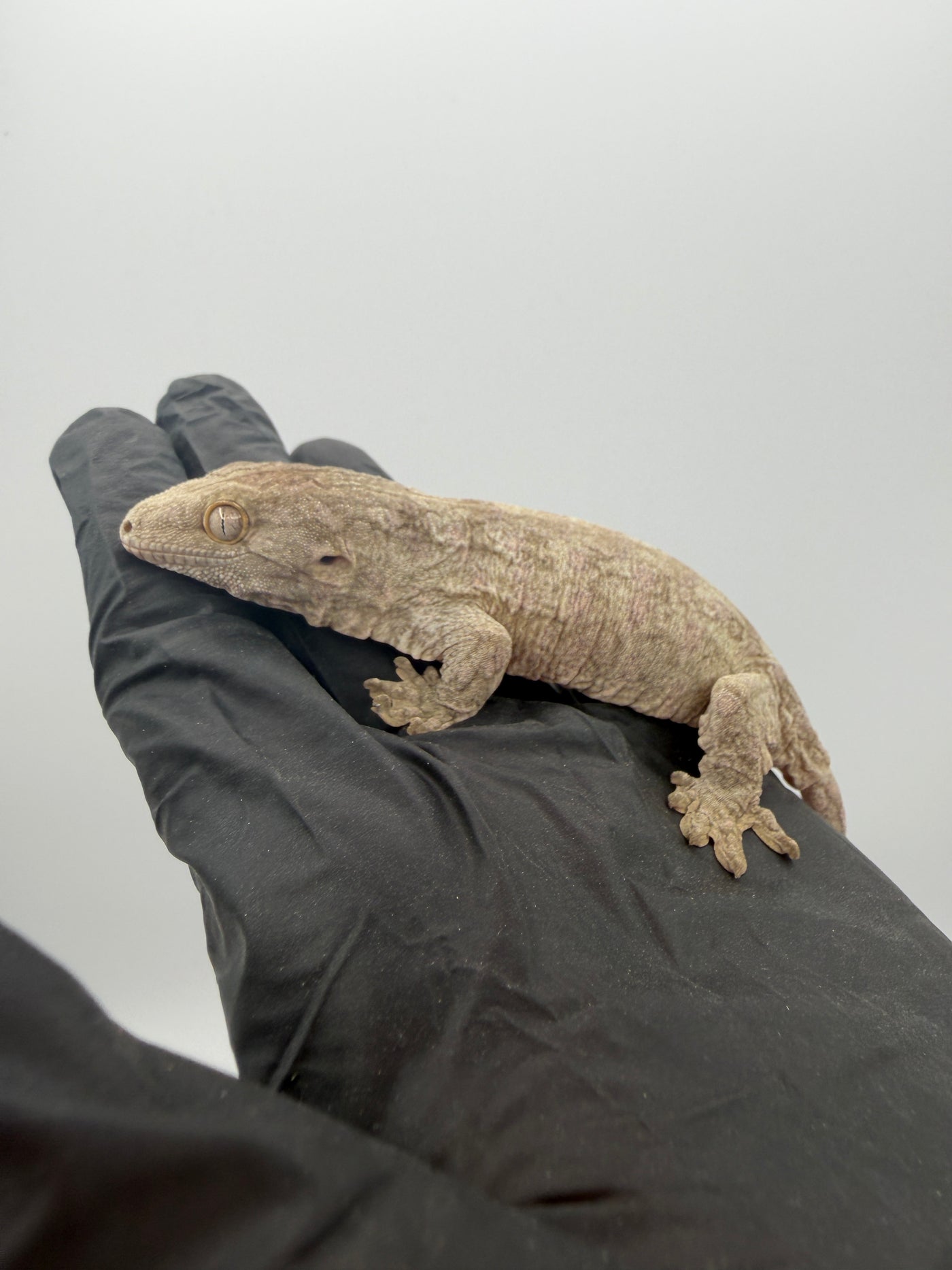 Pure Nuu Ana Leachianus Gecko #111825-01