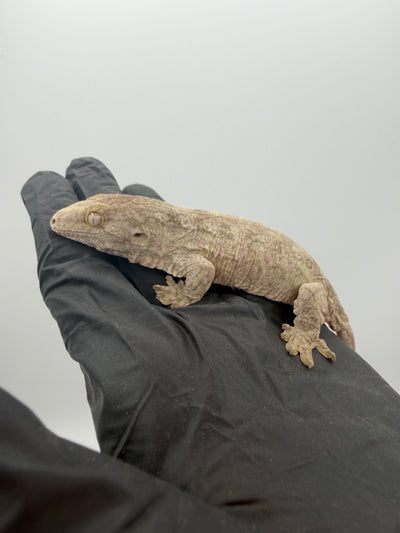 Pure Nuu Ana Leachianus Gecko #111825-01