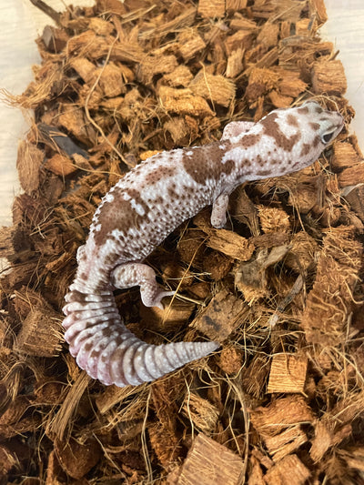 Whiteout Oreo Zulu African Fat Tail Gecko Adult