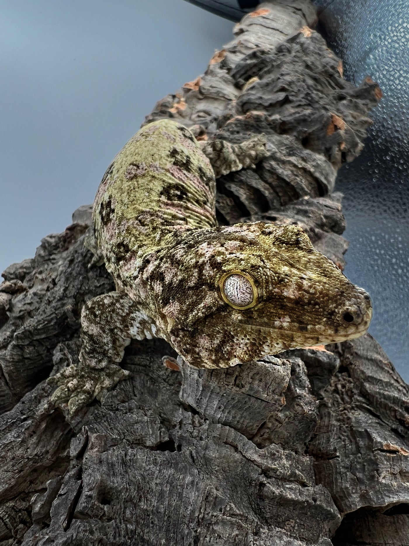 Pure Nuu Ana Leachianus Gecko Male #111825-02