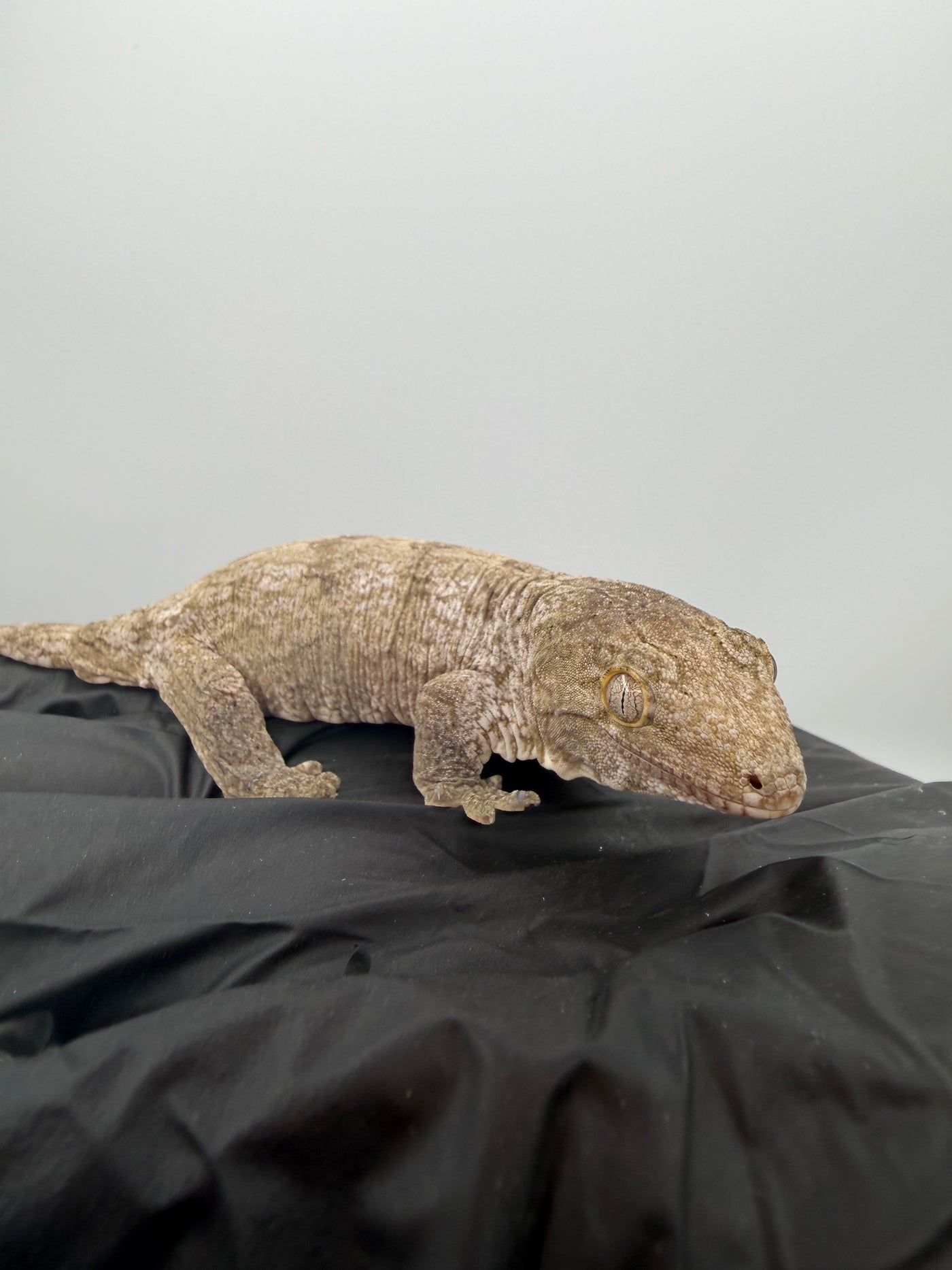 Isle of Pine Leachianus Gecko Male #111825-04