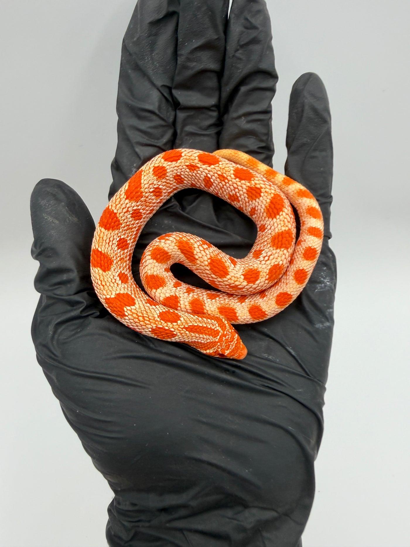 Albino Conda Western Hognose Baby