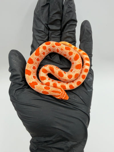 Albino Conda Western Hognose Baby
