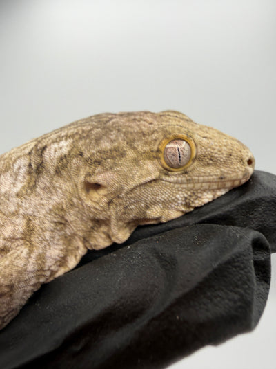 Isle of Pine Leachianus Gecko Male #111825-04