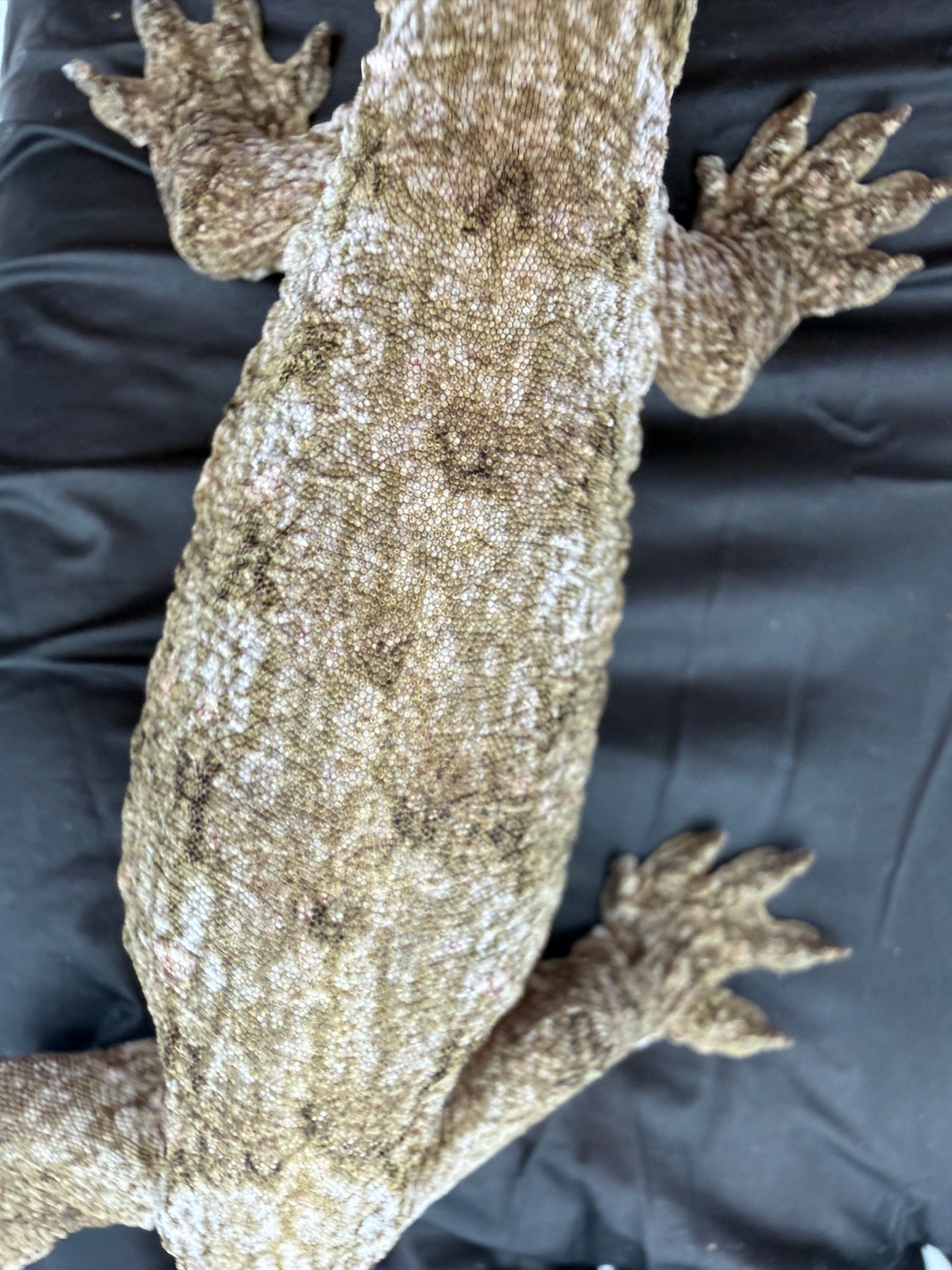 Isle of Pine Leachianus Gecko Male #111825-07