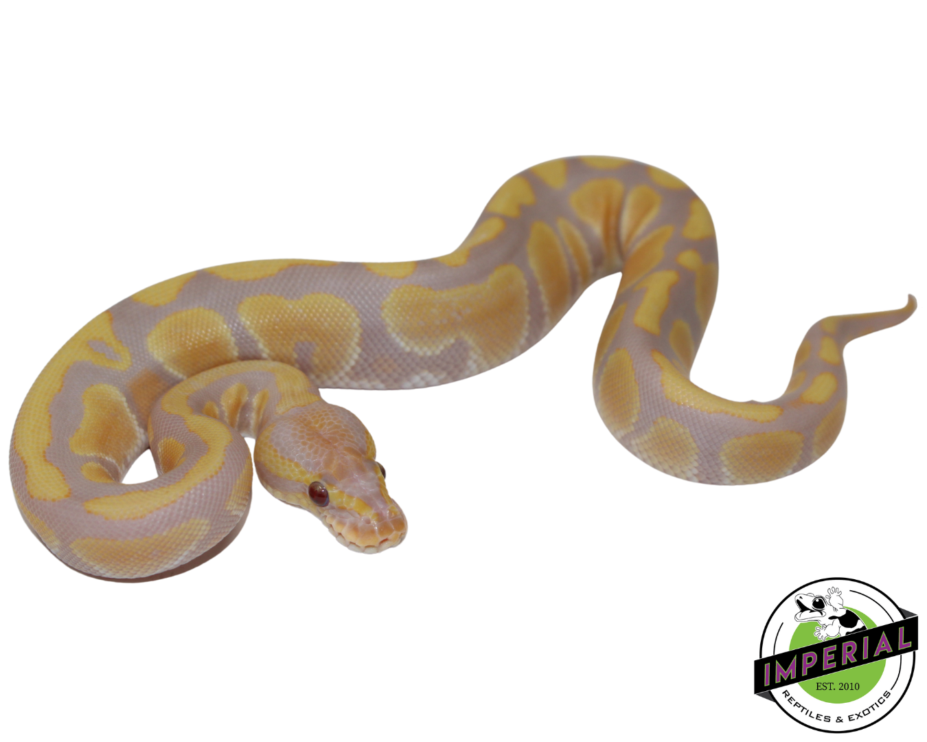 Candy Ball Python For Sale - Imperial Reptiles – IMPERIAL REPTILES ...