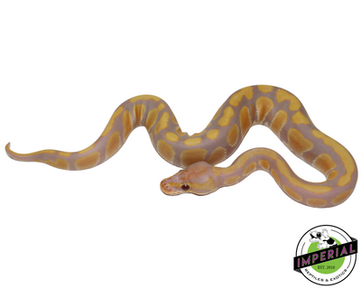 Candy Ball Python for sale, reptiles for sale, buy reptiles online