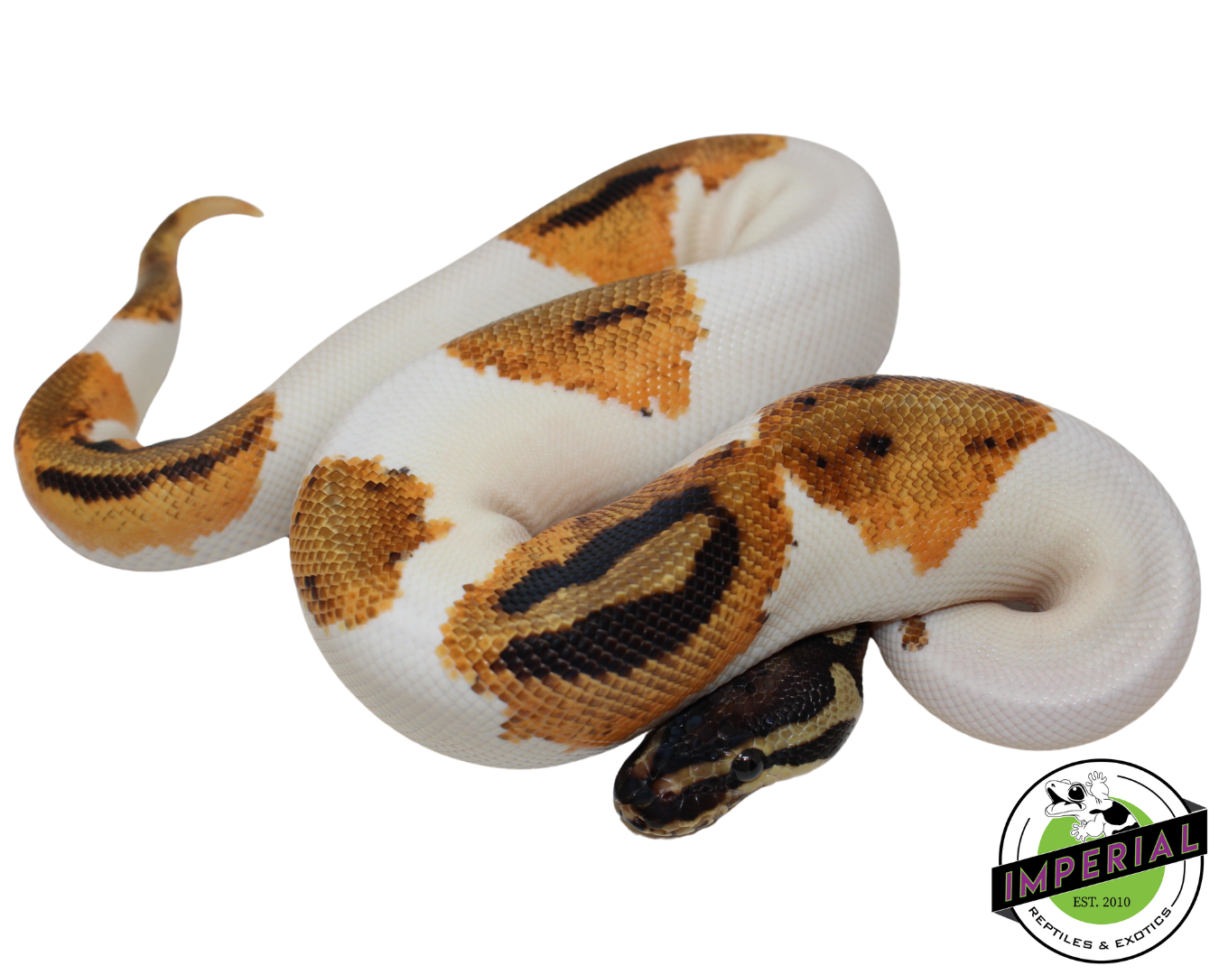 Orange Dream Piebald Ball Python for sale, reptiles for sale, buy reptiles online