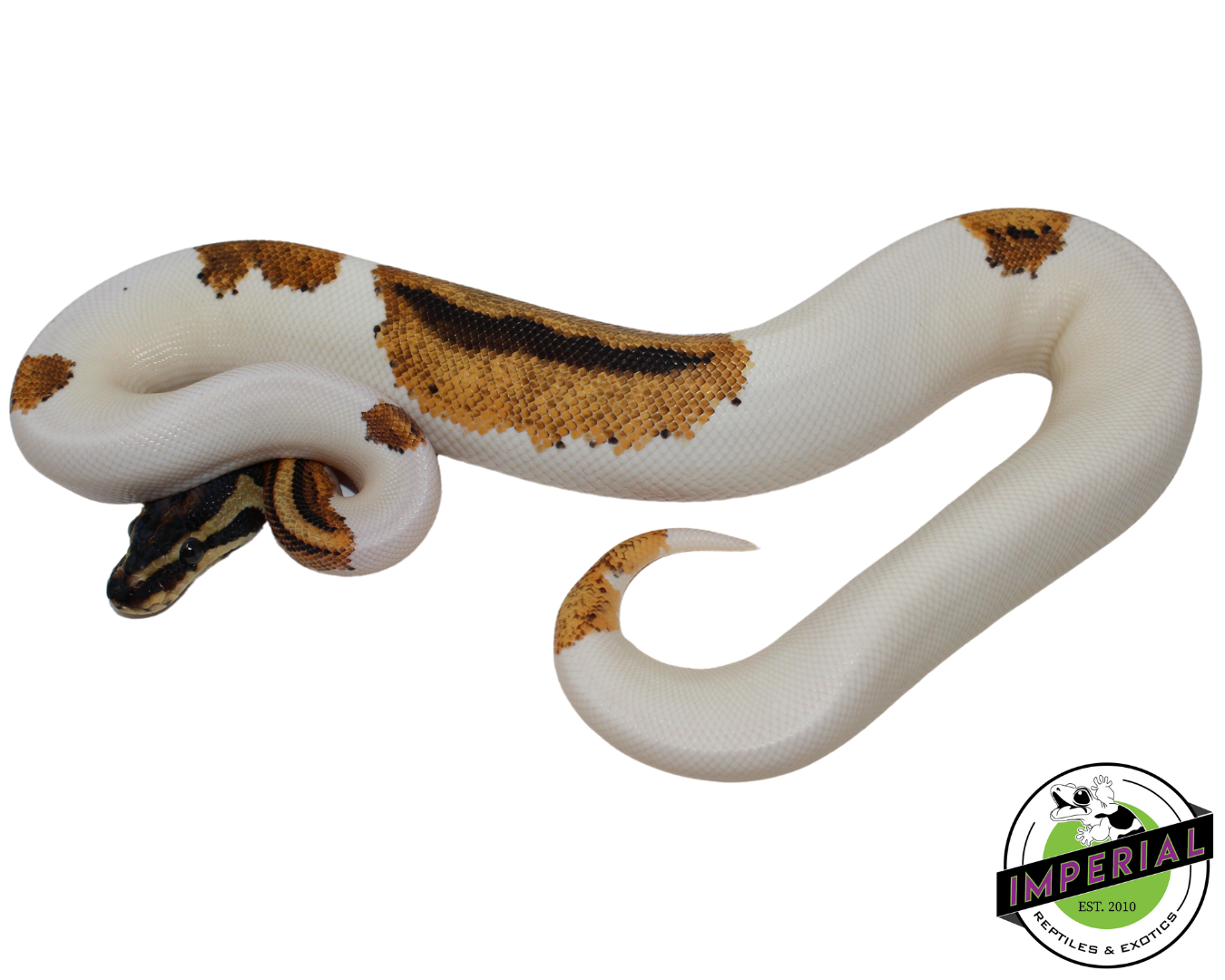 Orange Dream Yellowbelly Piebald Ball Python for sale, reptiles for sale, buy reptiles online