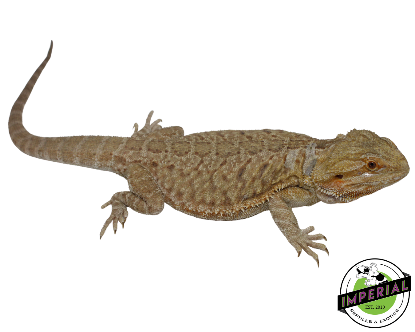 Leatherback Bearded Dragon for sale, reptiles for sale, buy reptiles online