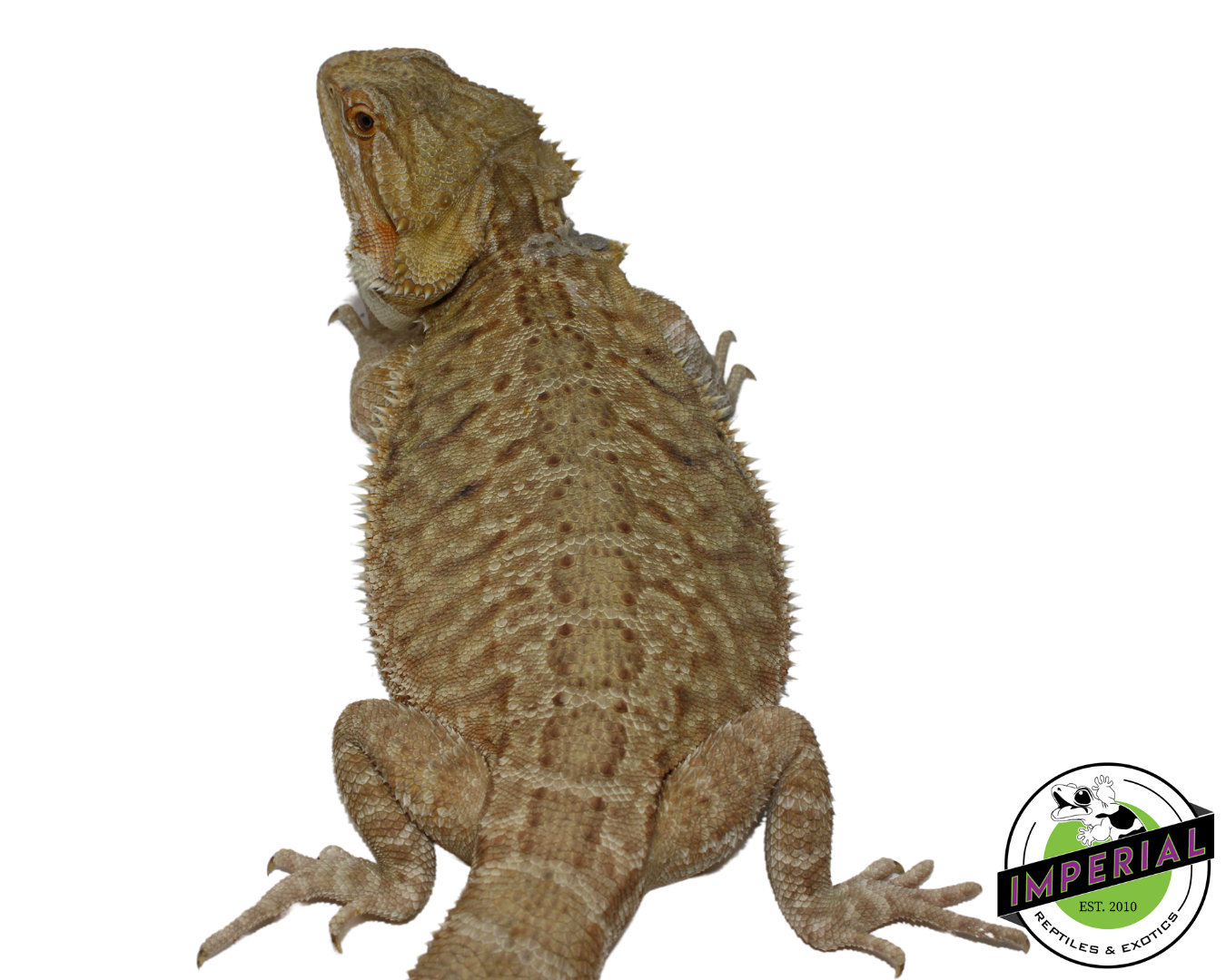 Leatherback Bearded Dragon for sale, reptiles for sale, buy reptiles online