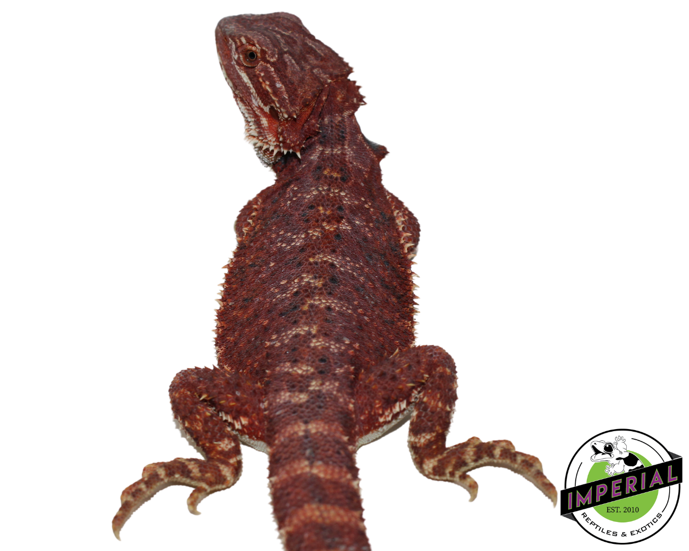 Red Bearded Dragon for sale, reptiles for sale, buy reptiles online