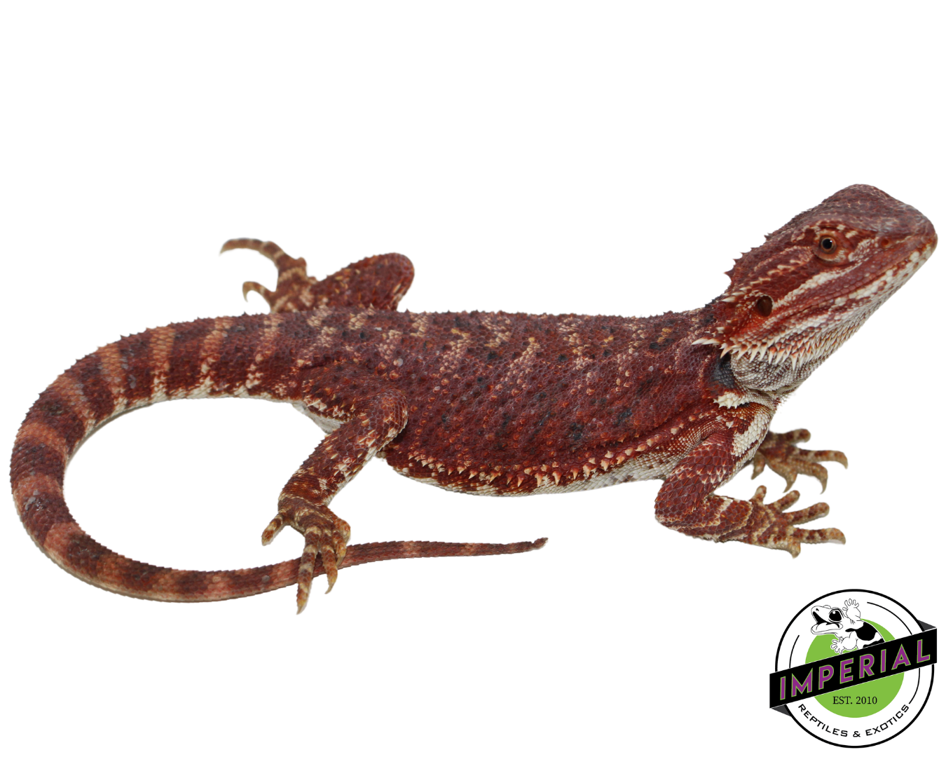 Red Bearded Dragon for sale, reptiles for sale, buy reptiles online