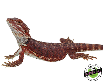 Red Bearded Dragon for sale, reptiles for sale, buy reptiles online