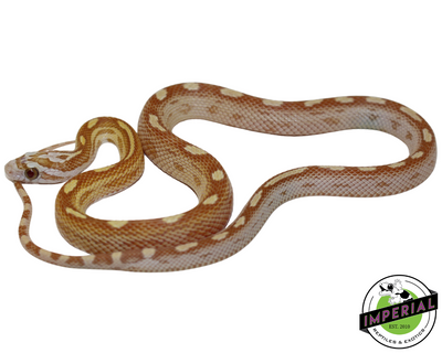 Motley Gold Dust Corn Snake for sale, reptiles for sale, buy reptiles online