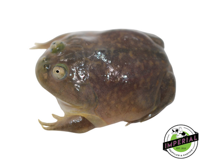 Budgett's Frog for sale, reptiles for sale, buy reptiles online