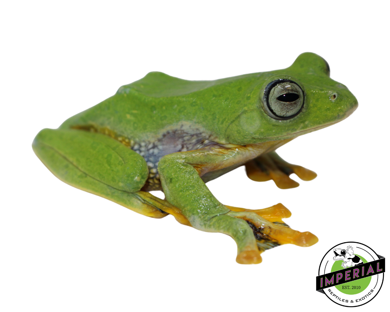 Blue Webbed Gliding Tree Frog For Sale - Imperial Reptiles – IMPERIAL ...