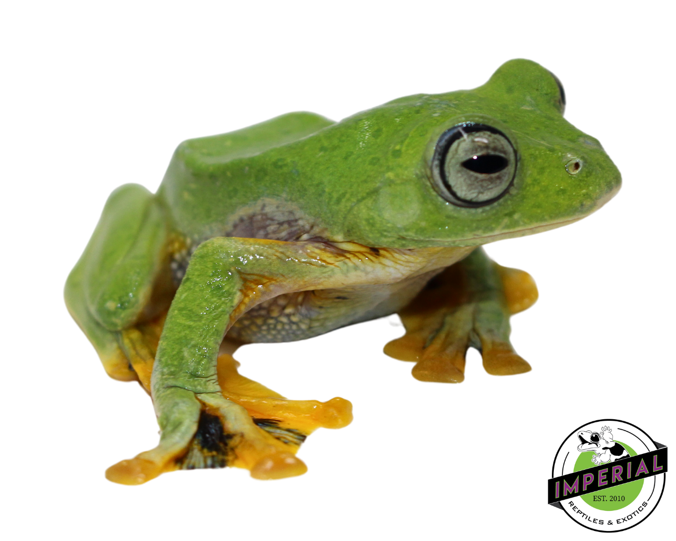 Blue Webbed Gliding Tree Frog for sale, reptiles for sale, buy reptiles online