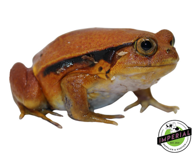 Tomato Frog for sale, reptiles for sale, buy reptiles online