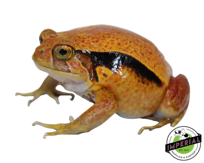 Tomato Frog for sale, reptiles for sale, buy reptiles online