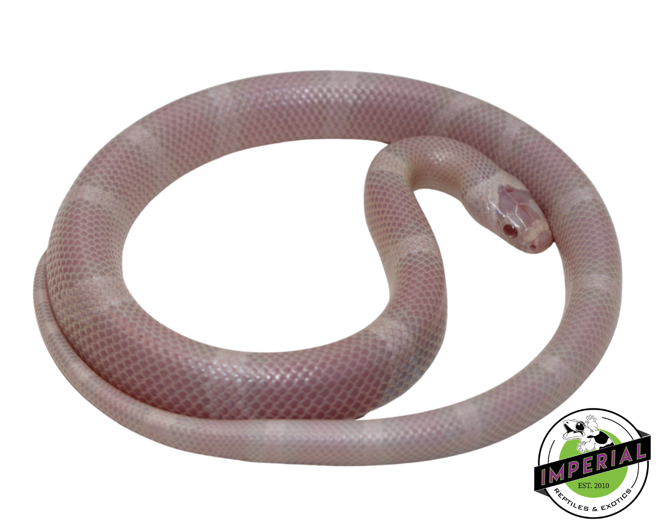 Snow Honduran Milk Snake for sale, reptiles for sale, buy reptiles online